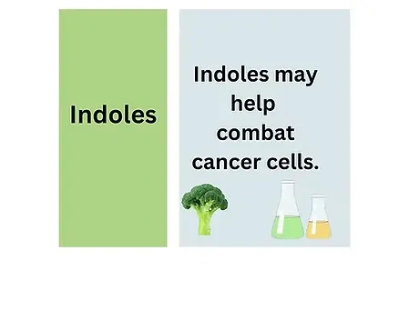 Indoles may help combat cancer cells