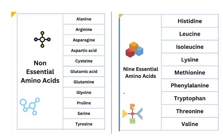 non essential amino acid and essential amino acid