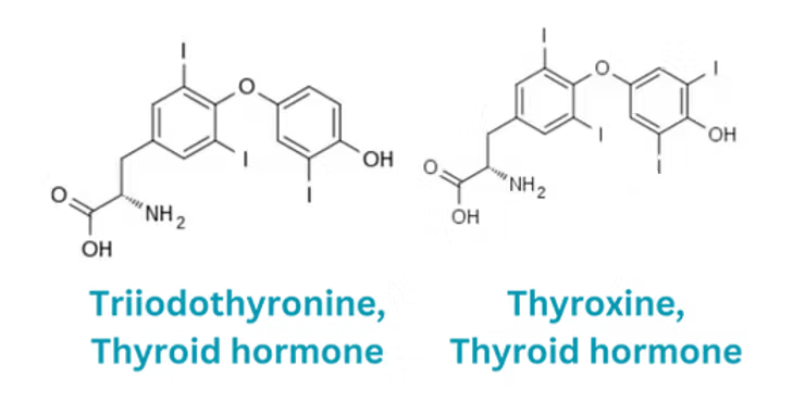 triiodothyronine and thyroxine thyroid hormone