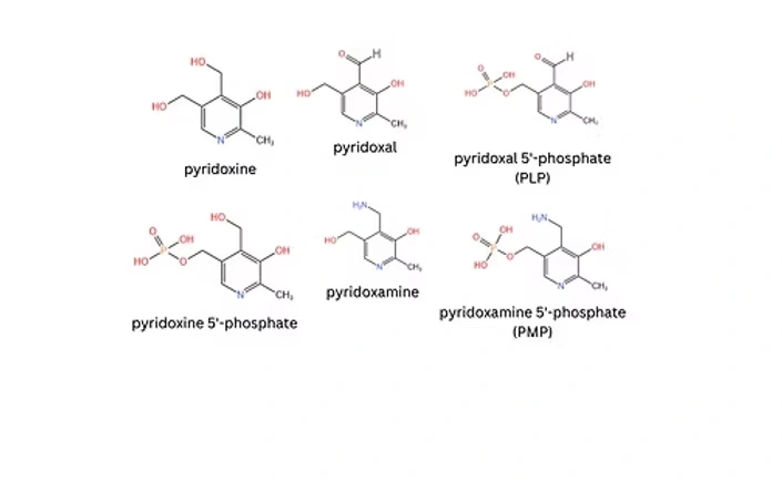 The six Vitamin B6 vitamers