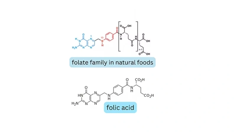 folate family and folic acid in natural foods