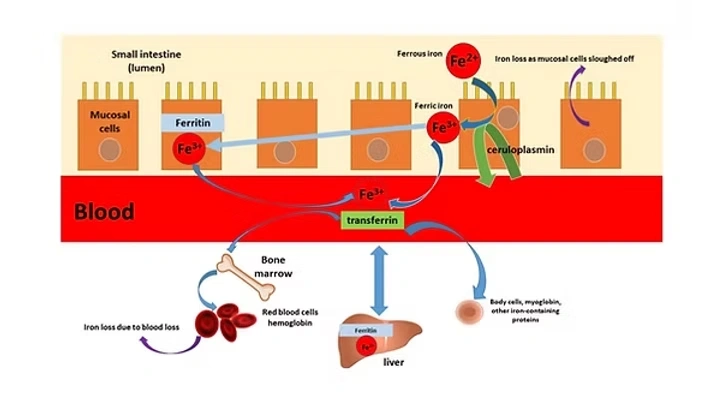 iron absorbed into the mucosal cells