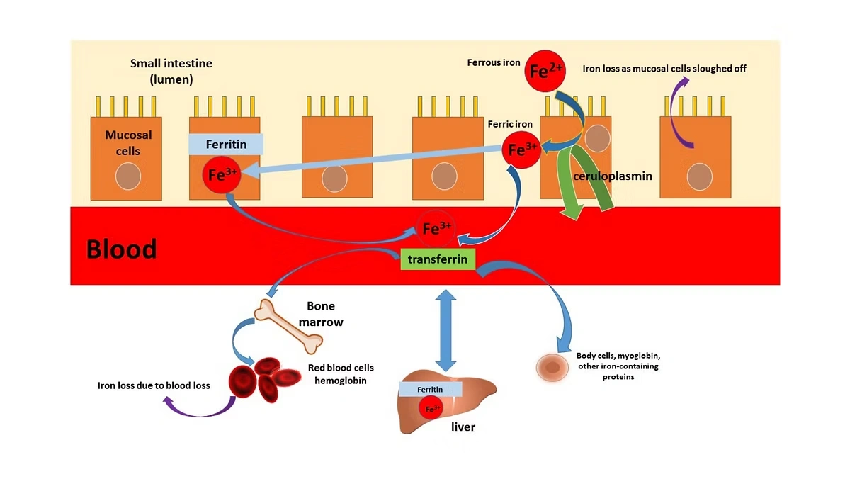 Iron in the gastrointestinal tract
