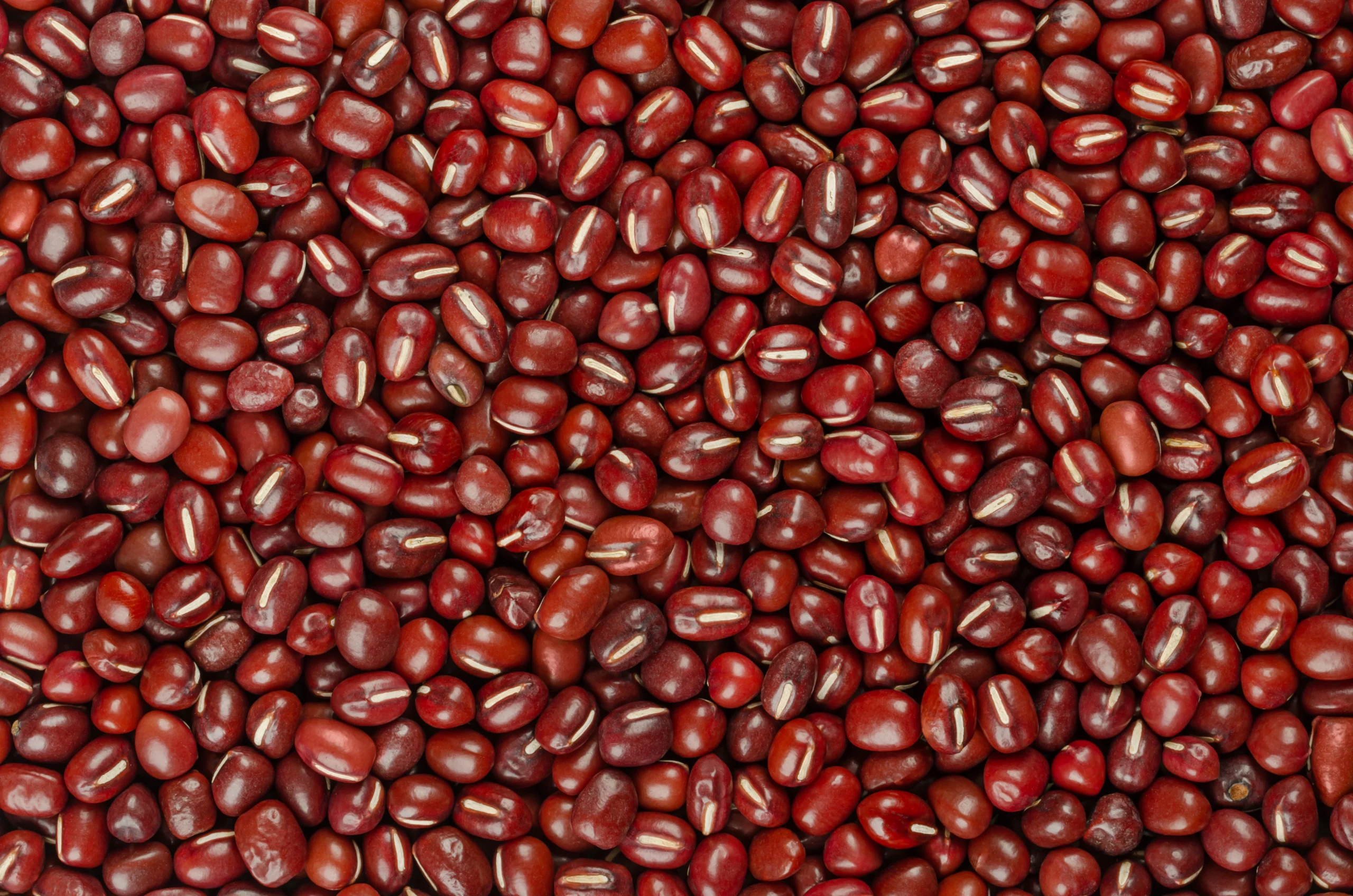Beans, Dry, Small Red (0% moisture)