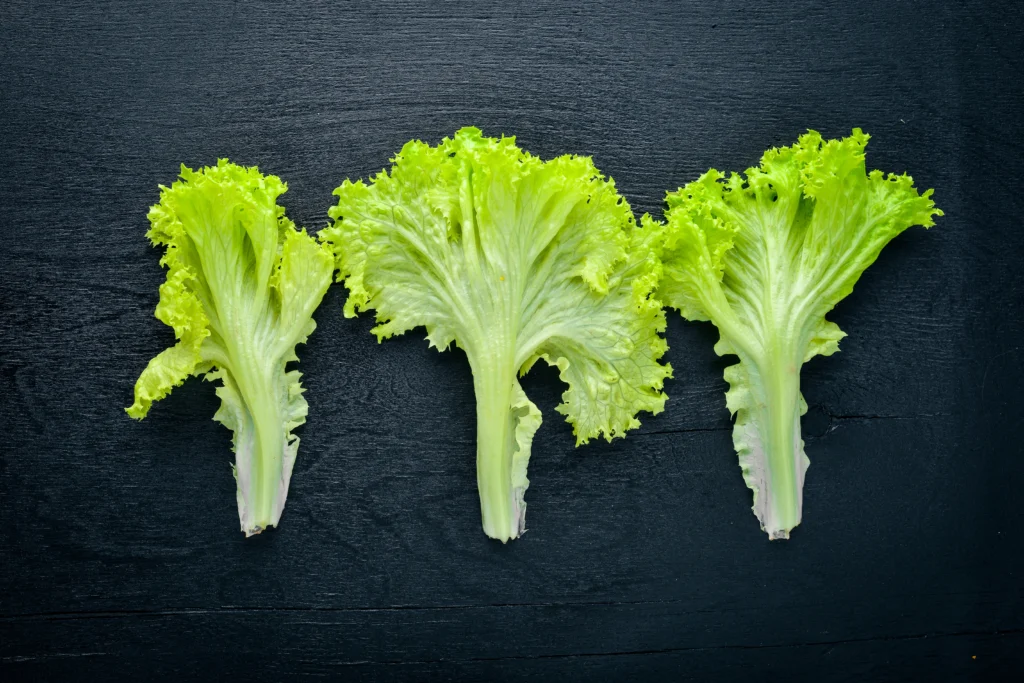 Lettuce, cos or romaine, raw