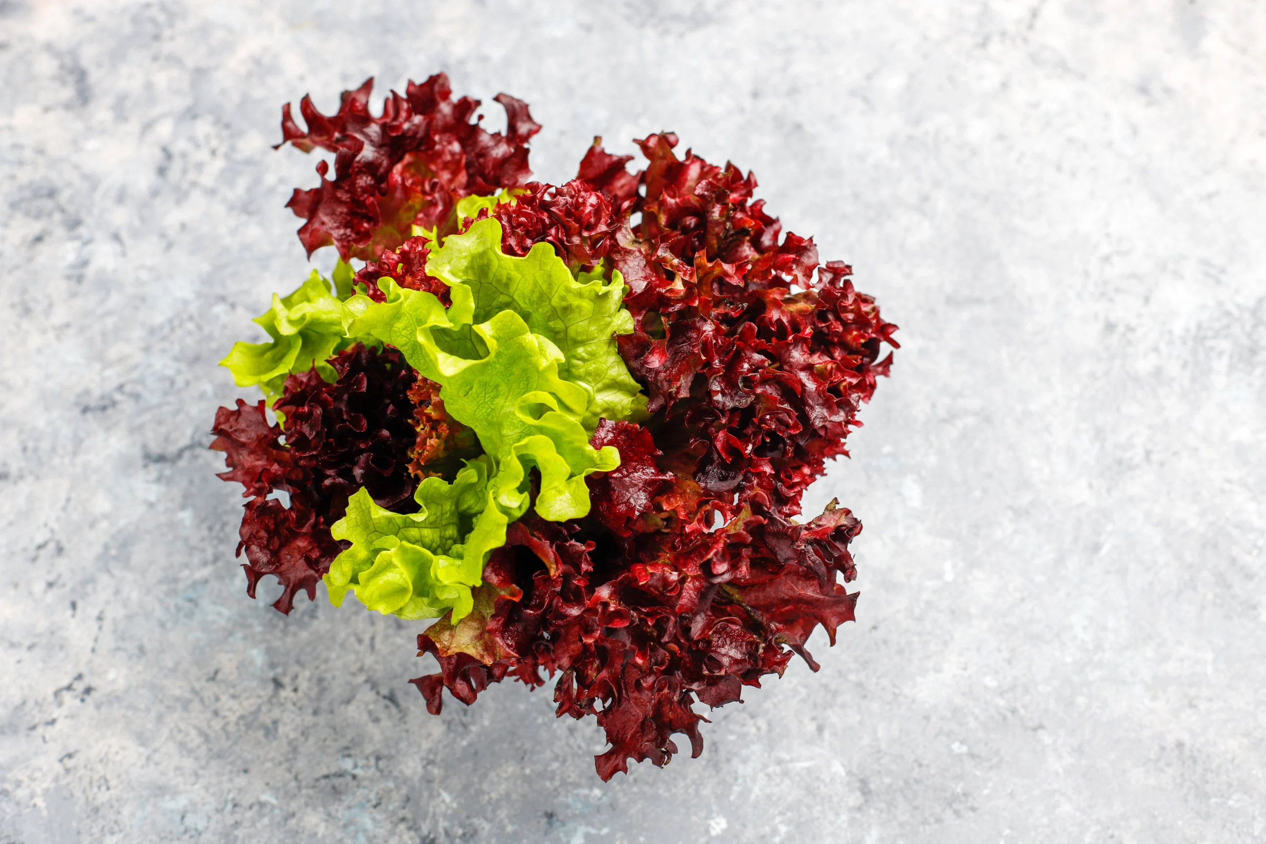 Lettuce, leaf, red, raw