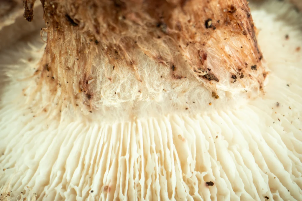 Mushroom, lion's mane