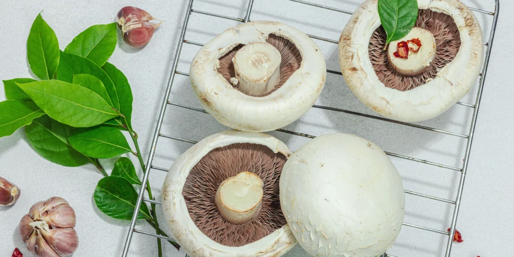 Phytonutrients Mushroom, portabella