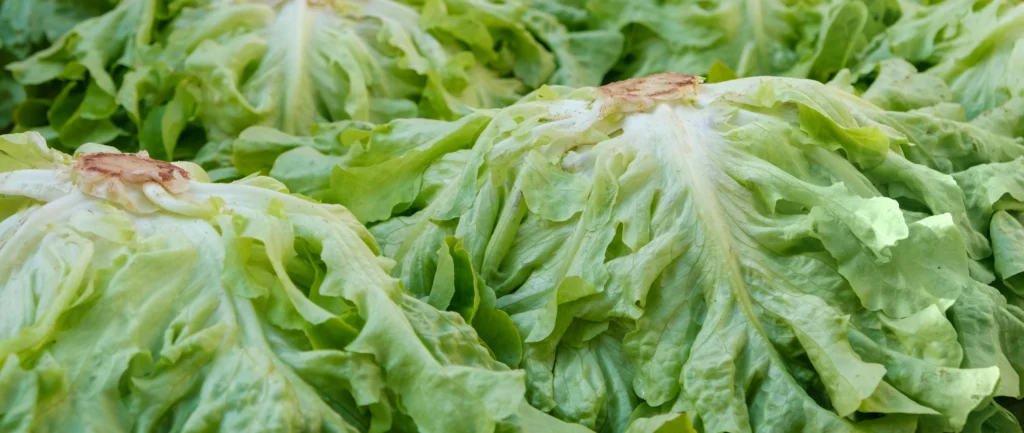 phytonutrients Lettuce, iceberg, raw