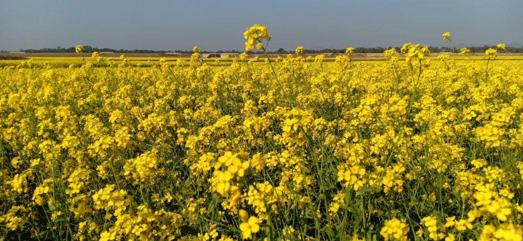 Phytonutrients Oil, canola